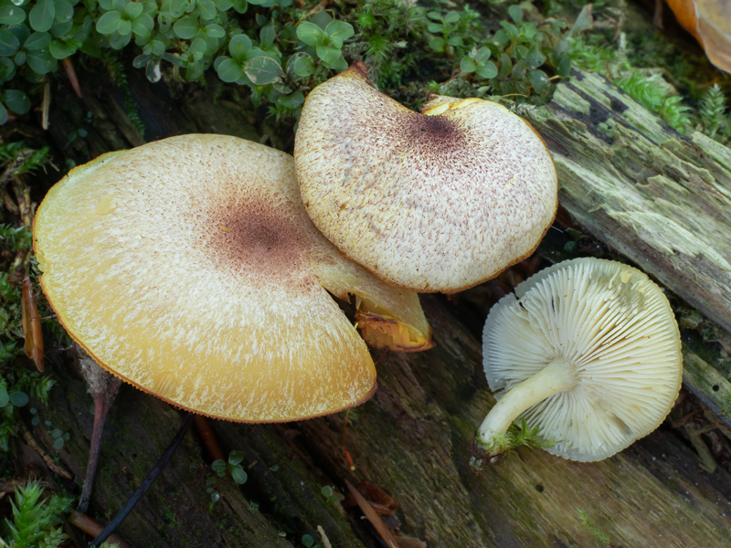 Tricholomopsis flammula